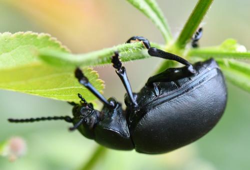 Réf. 259 841 : Timarcha tenebricosa